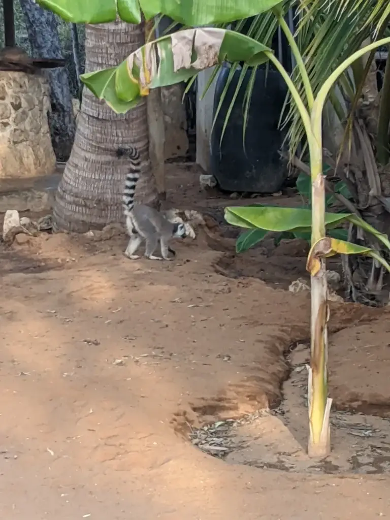 Lémurien catta dans un jardin d'Anakao